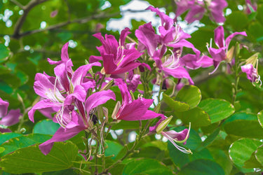10 PURPLE ORCHID TREE Bauhinia Purpurea Camel's Foot Butterfly Flower Tree Hummingbird Seeds